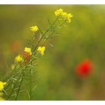 Mohn im Rapsfeld II