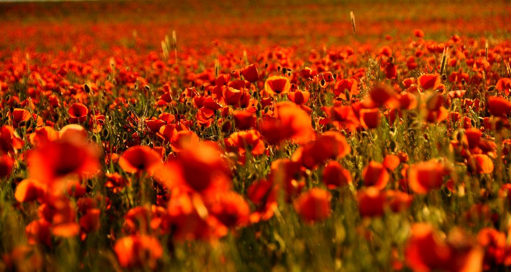 Mohn im Rausch