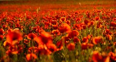 Mohn im Rausch