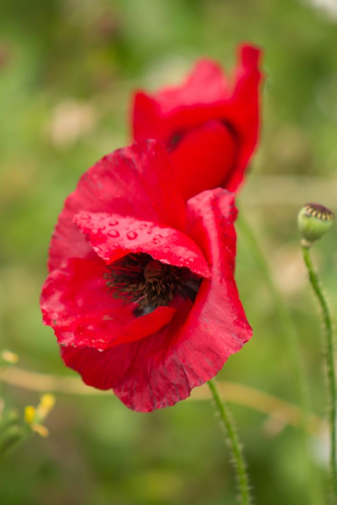 Mohn im Regen