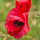 Mohn im Regen