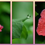 Mohn im Regen