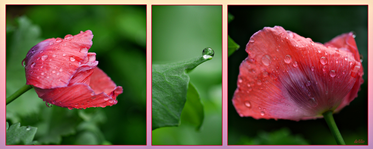 Mohn im Regen