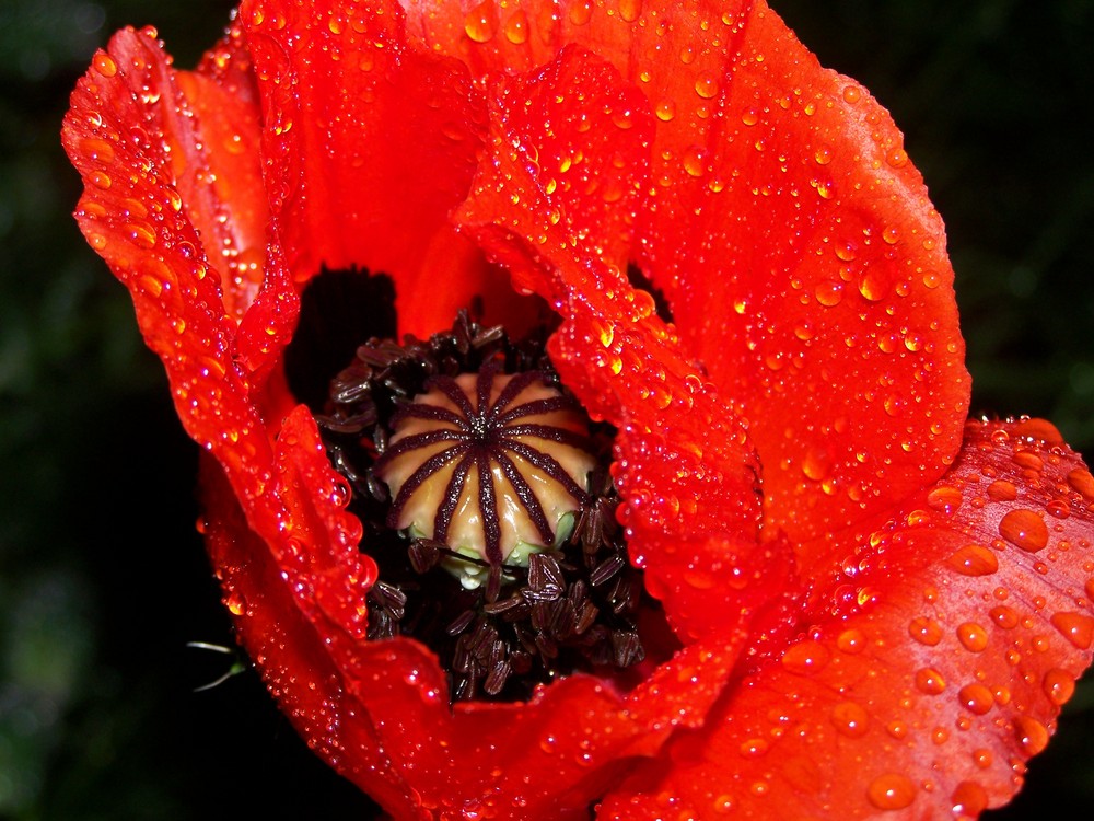 Mohn im Regen 2