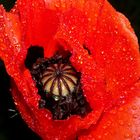 Mohn im Regen 2