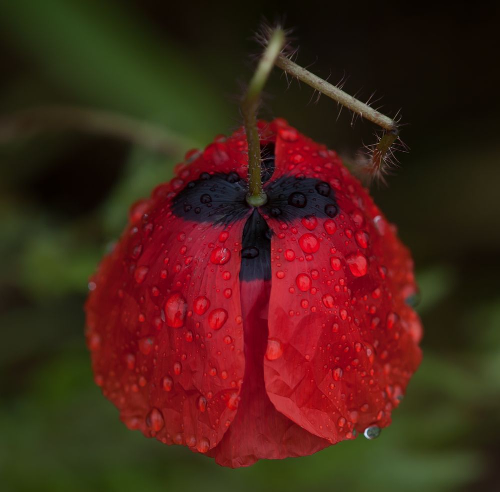 mohn im regen