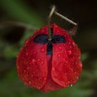 mohn im regen