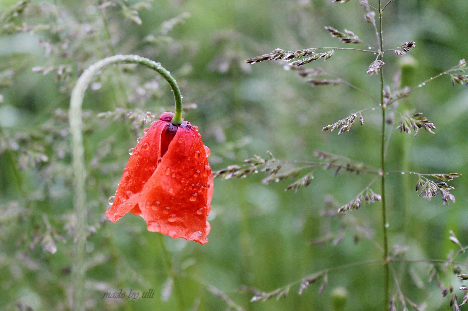 Mohn im Regen