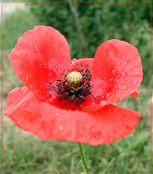 Mohn im Regen