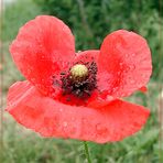 Mohn im Regen