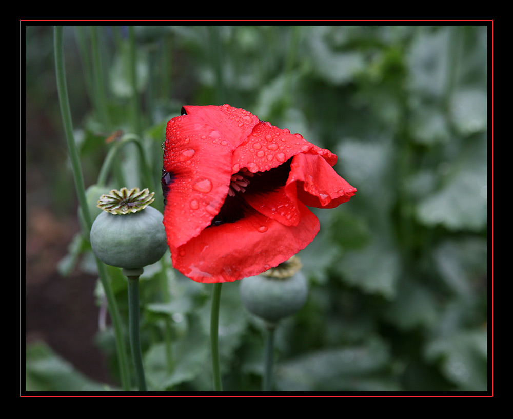 Mohn im Regen