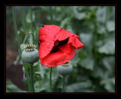 Mohn im Regen