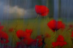 Mohn im Regen