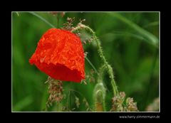 Mohn im Regen