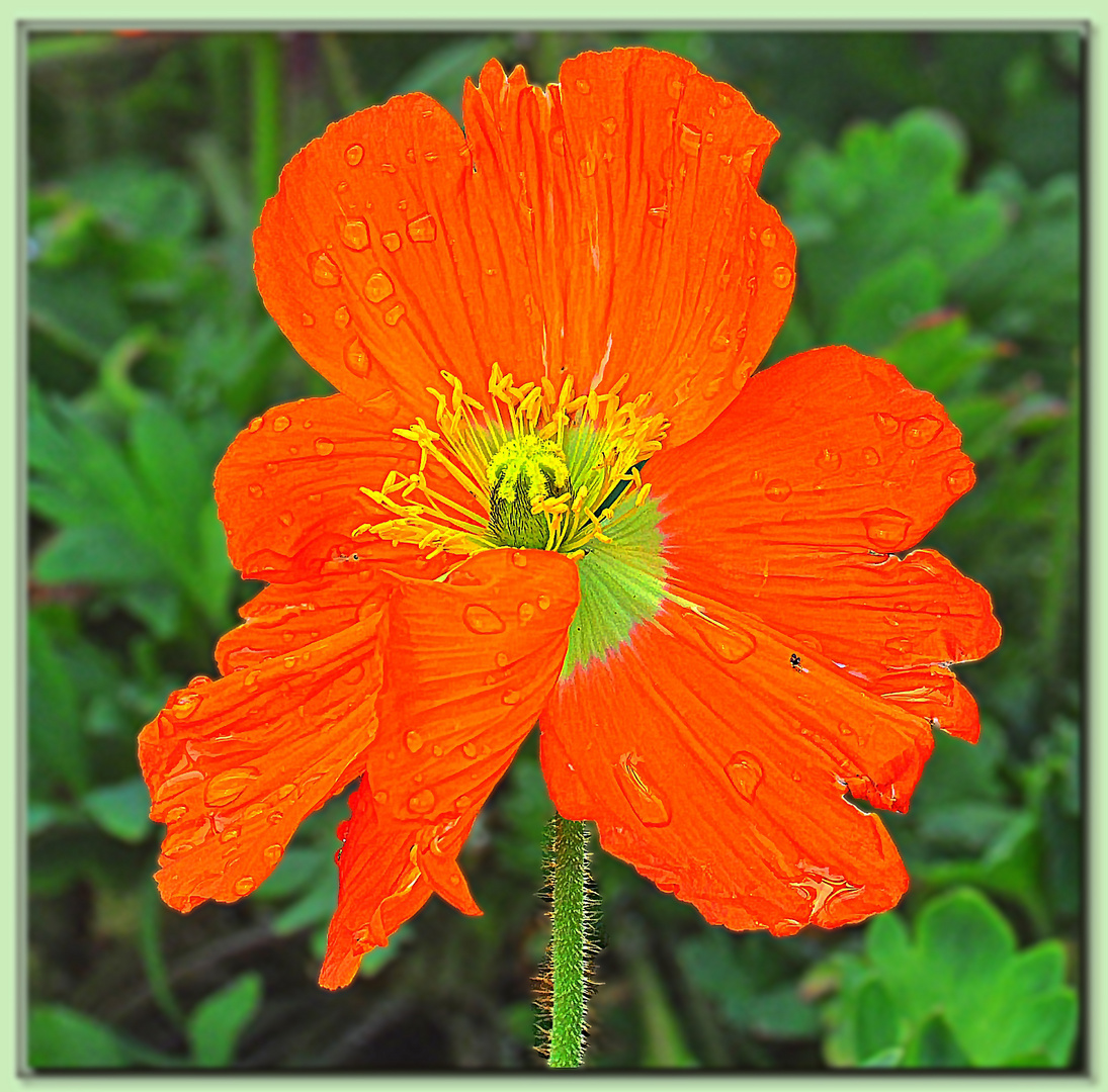 Mohn im Regen