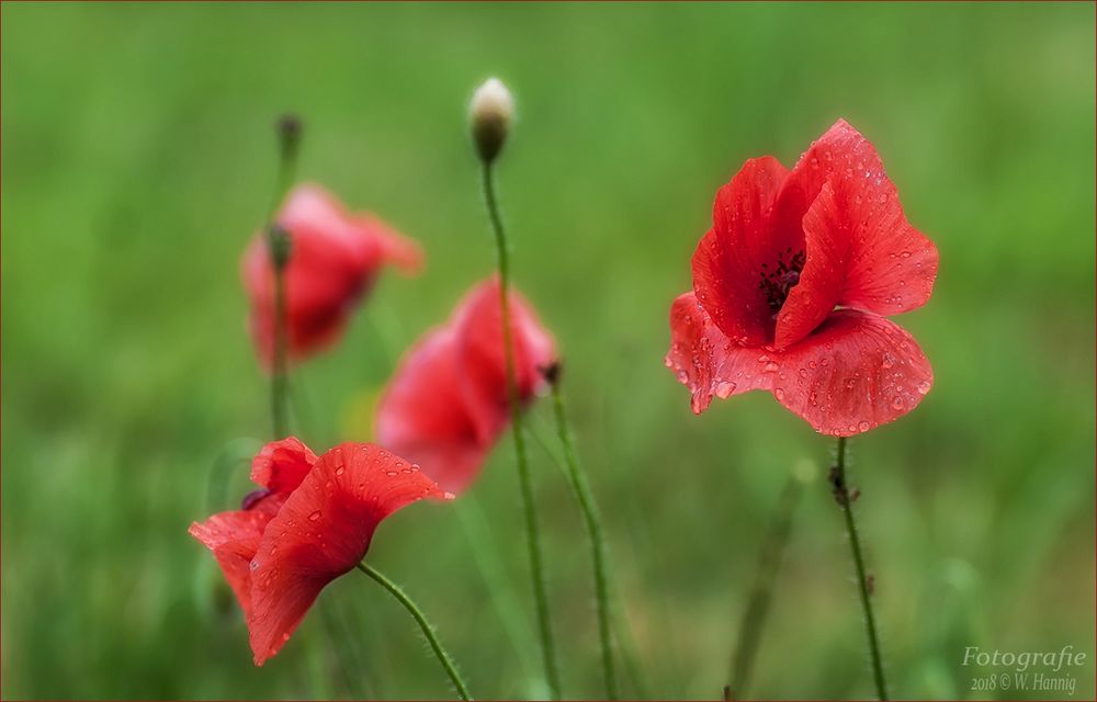 Mohn im Regen