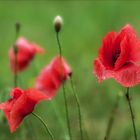 Mohn im Regen