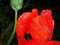 Mohn im Regen