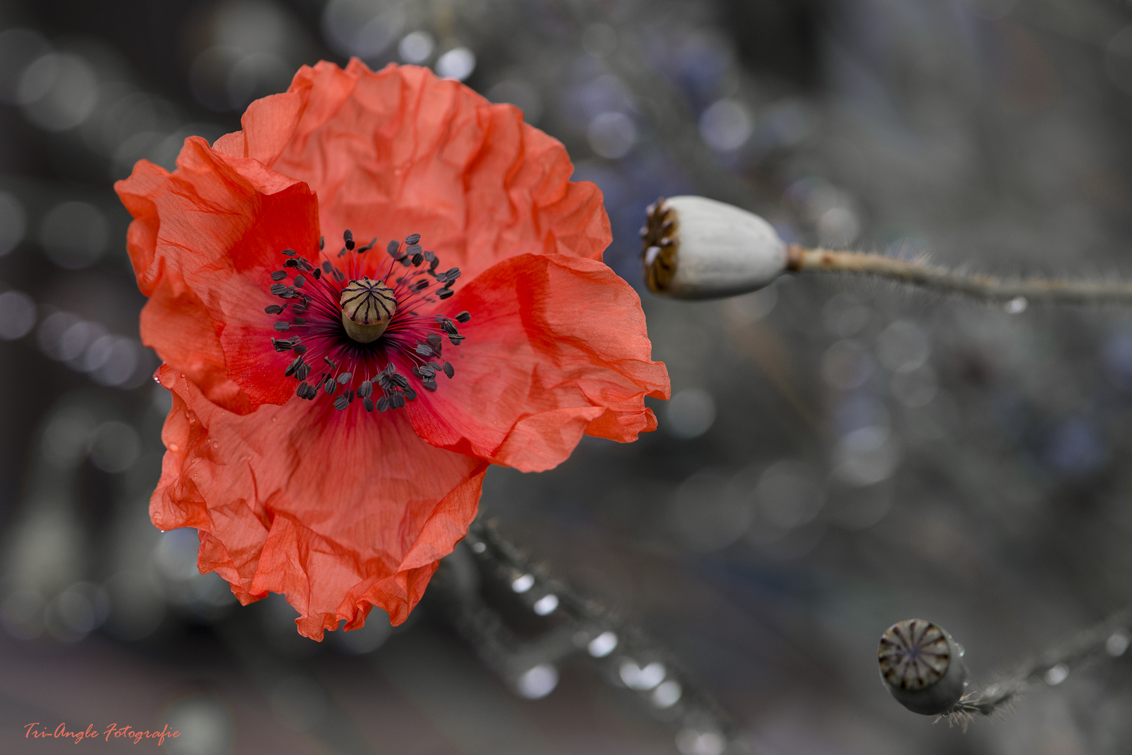 Mohn im Regen