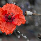 Mohn im Regen