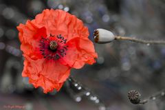 Mohn im Regen