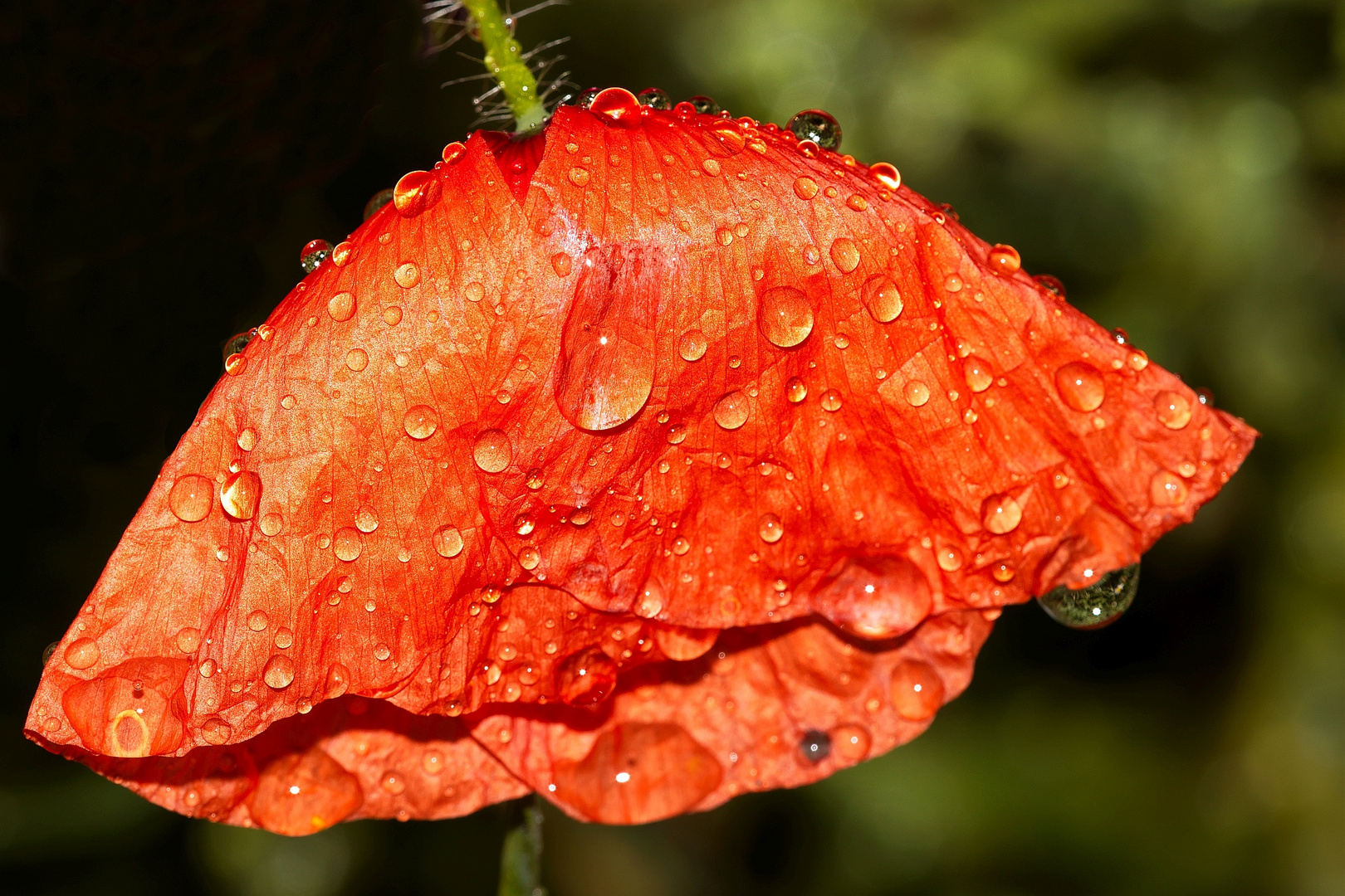 Mohn im Regen