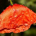 Mohn im Regen