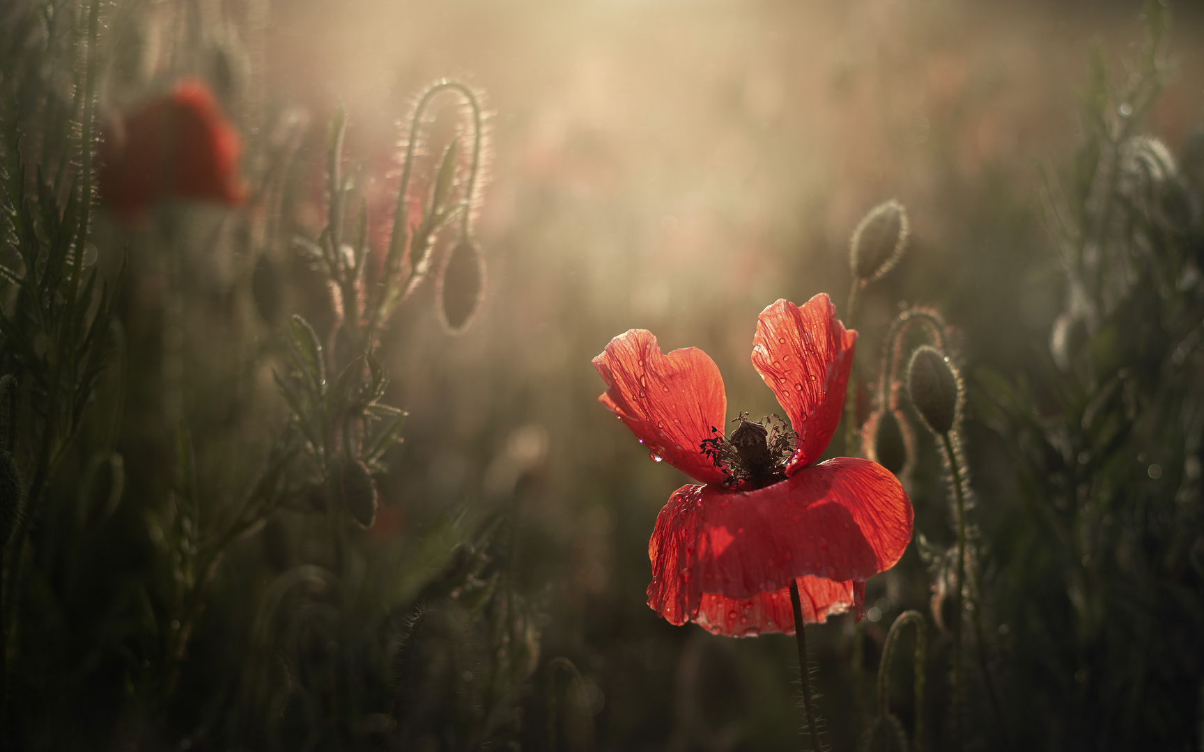 Mohn im Regen 