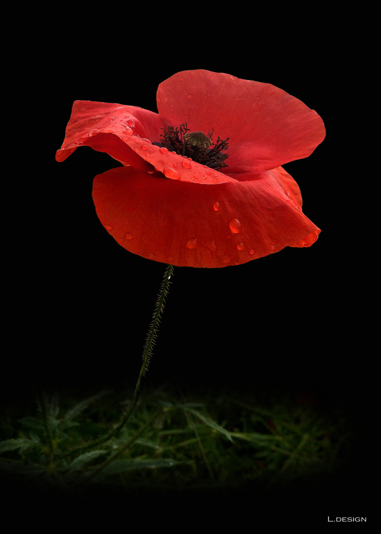 Mohn im Regen