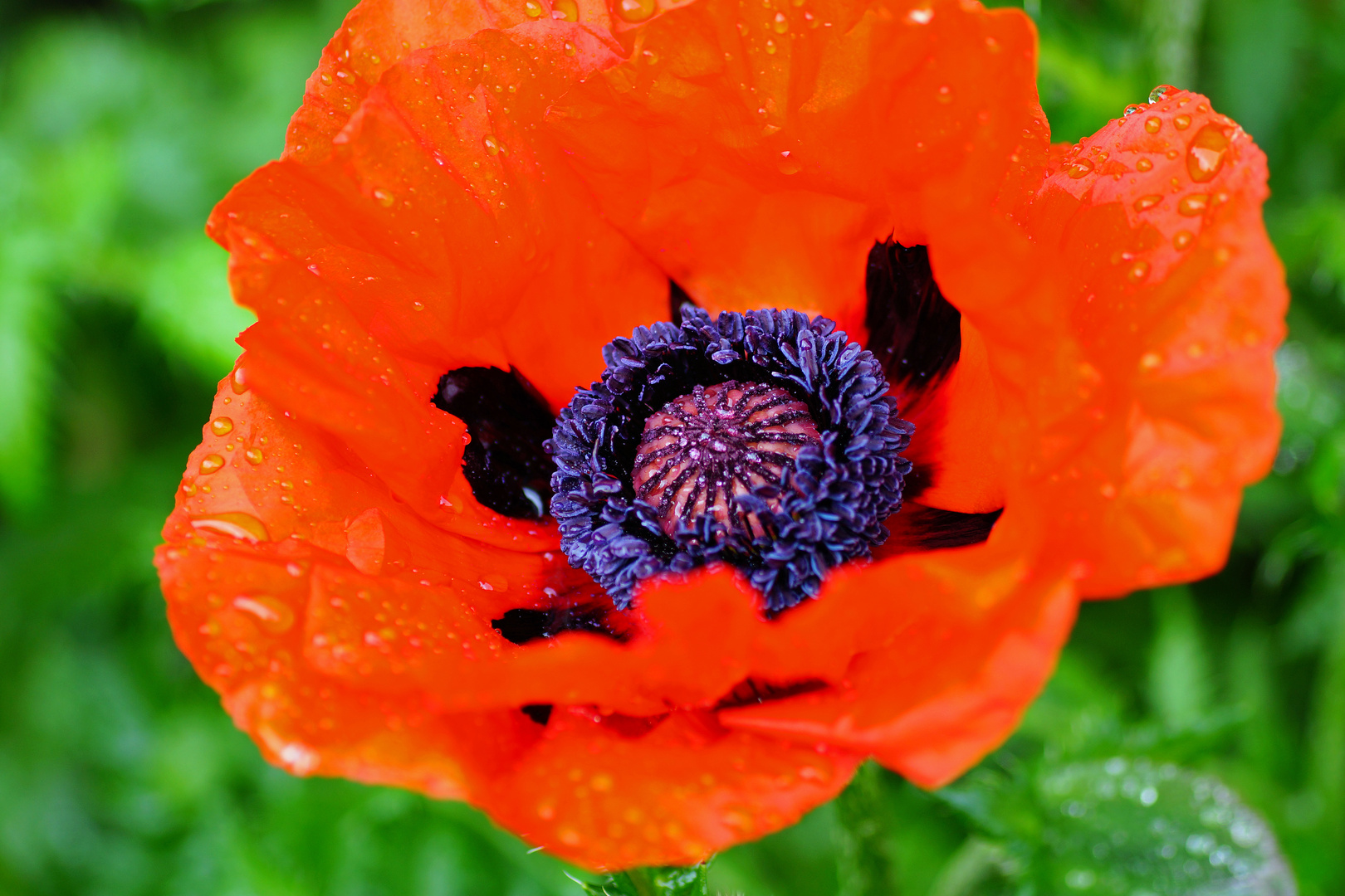 Mohn im Regen