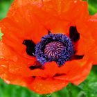 Mohn im Regen