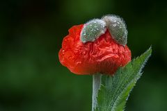 Mohn im Regen