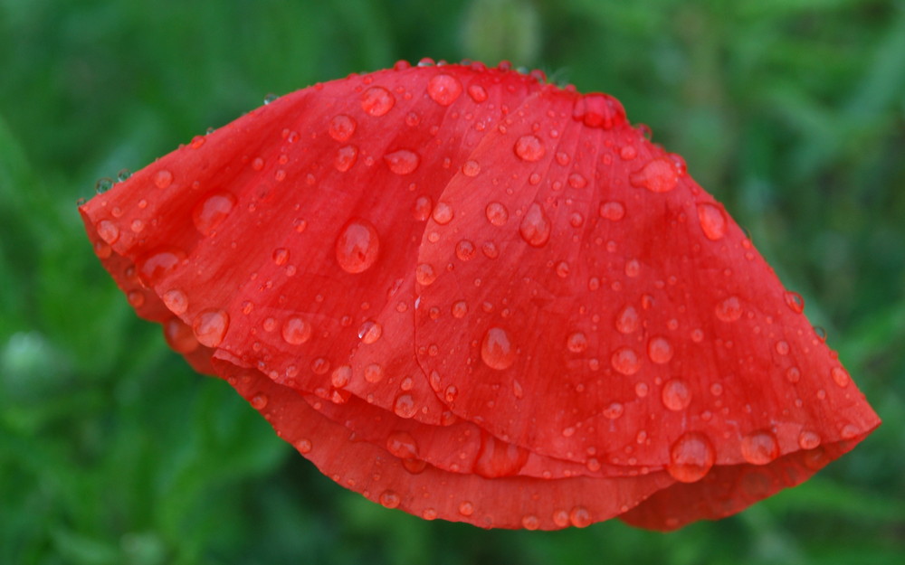 Mohn im Regen