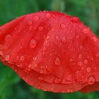 Mohn im Regen