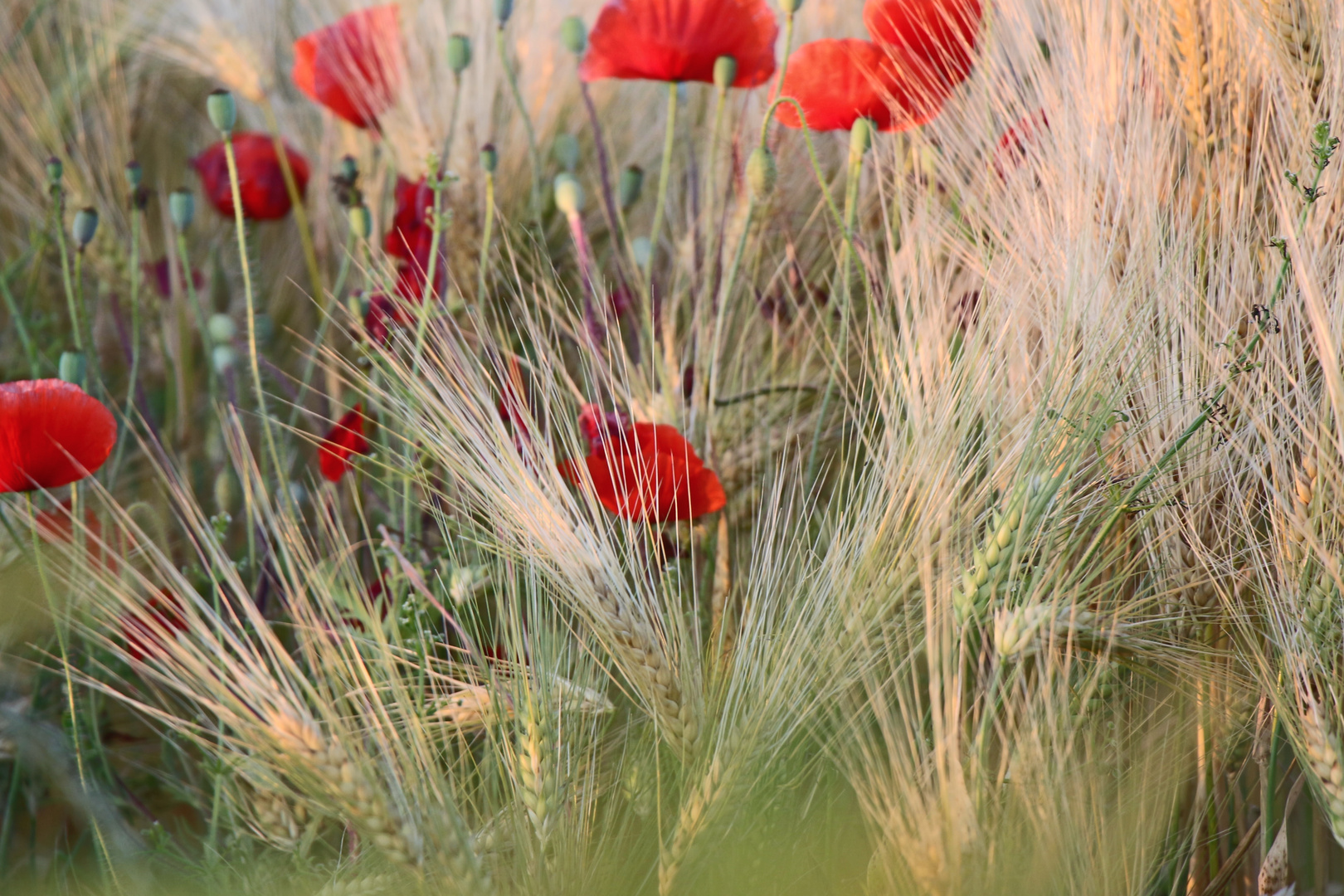 Mohn im reifen Feld