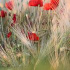 Mohn im reifen Feld