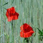 Mohn im Roggen