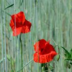 Mohn im Roggen