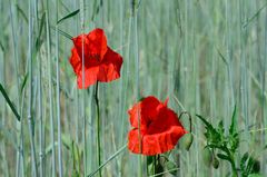 Mohn im Roggen