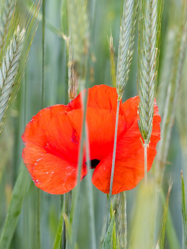 Mohn im Roggenfeld