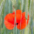 Mohn im Roggenfeld