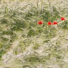 Mohn im Roggenfeld