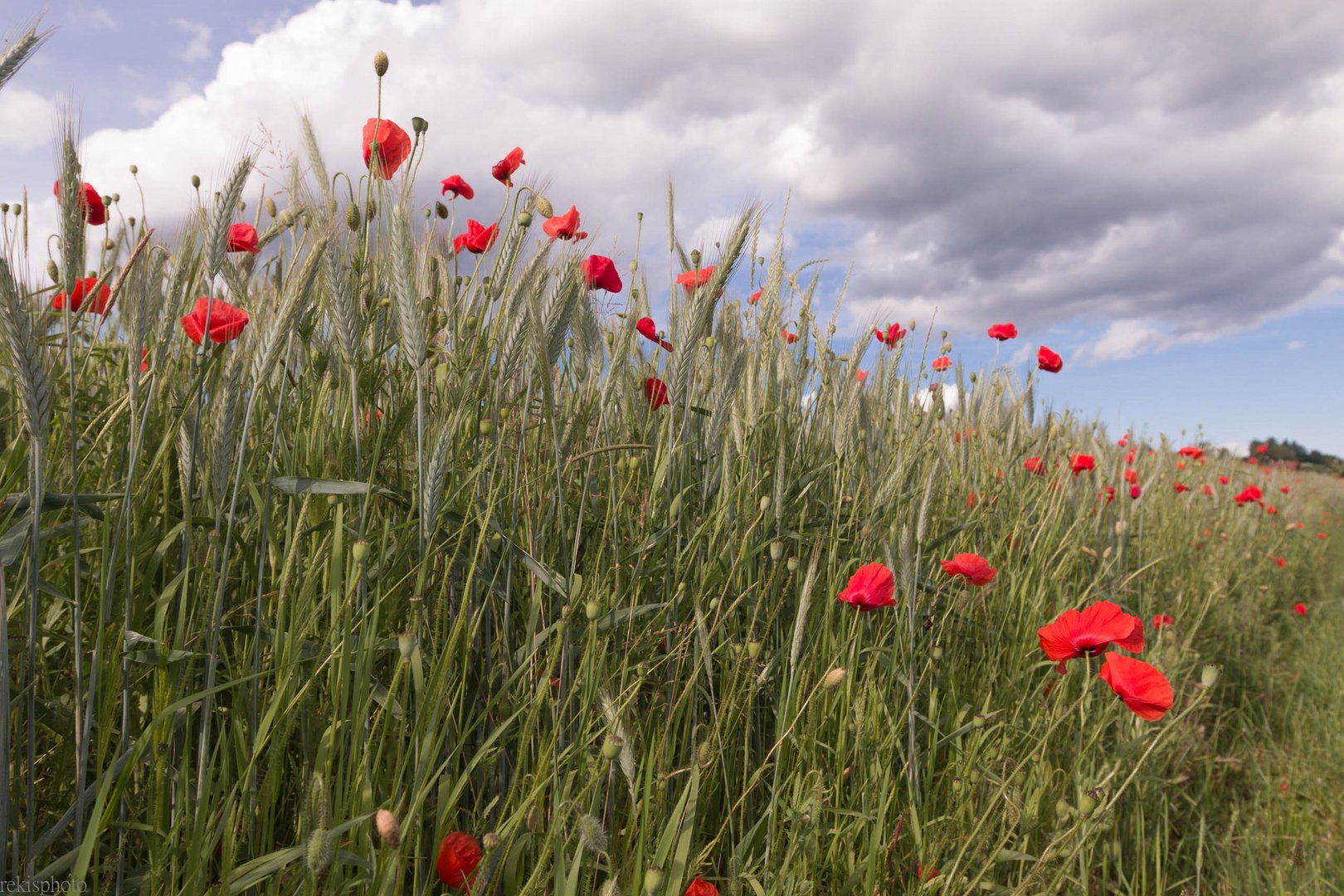 Mohn im Roggenfeld