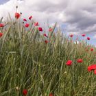 Mohn im Roggenfeld