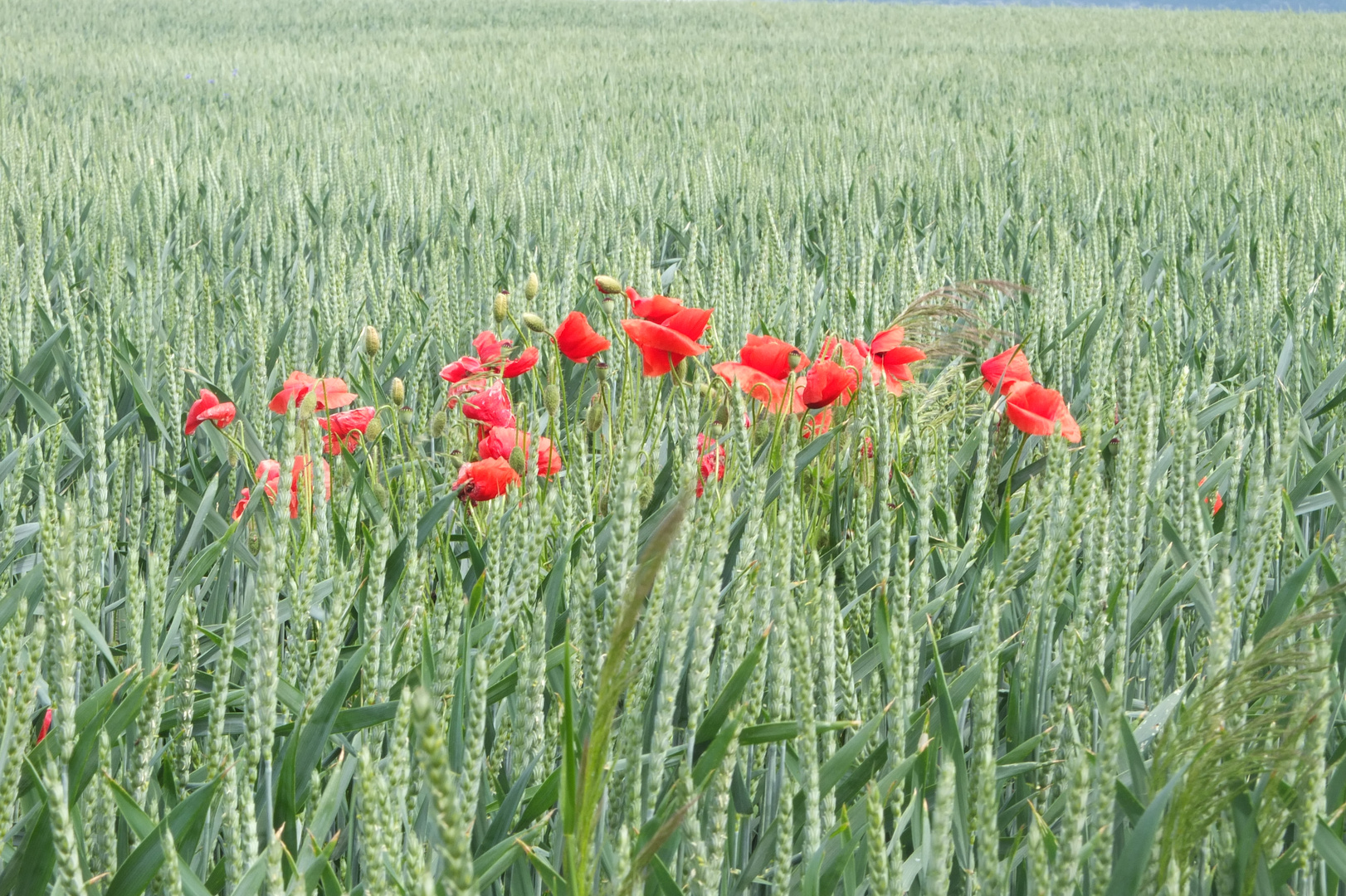 Mohn im Roggenfeld