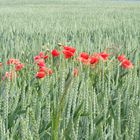 Mohn im Roggenfeld