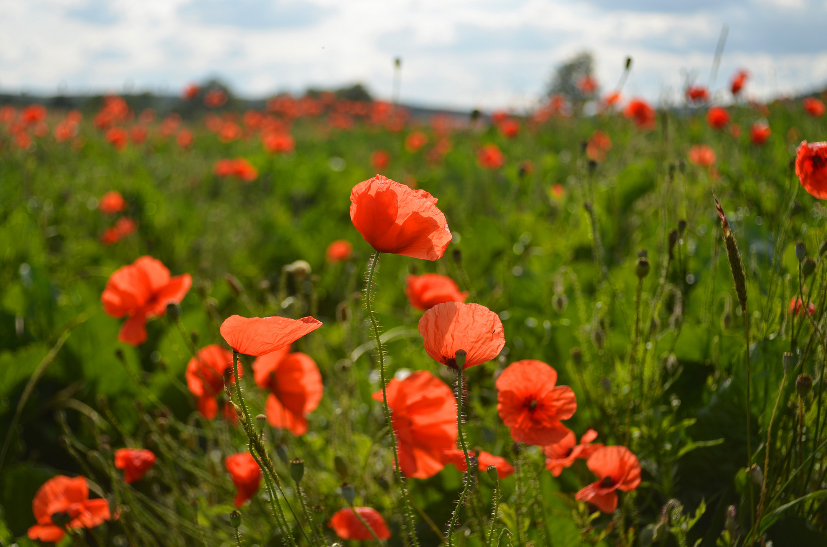 Mohn im Rübenfeld