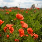 Mohn im Rübenfeld