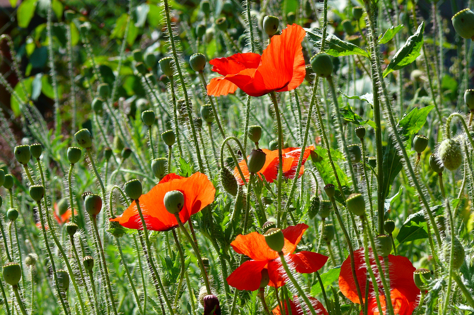 Mohn im Samdhofer Garten