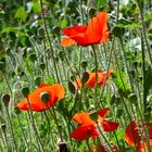 Mohn im Samdhofer Garten